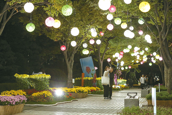 가을꽃 전시회 야경을 즐기며  시민들이 사진을 찍고 있다.